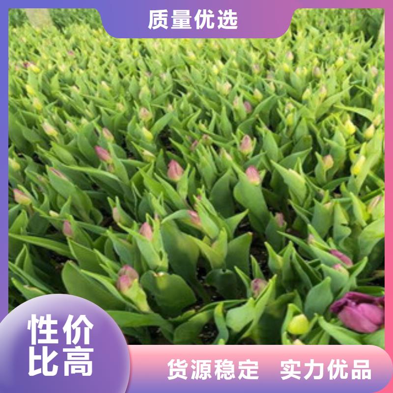 花海景观柳叶马鞭草/薰衣草现货充裕