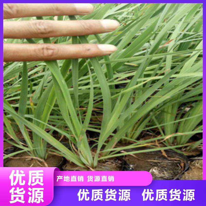 花海景观鲁冰花/粉黛乱子草满足客户需求