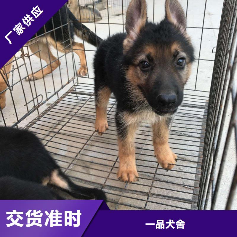 德国牧羊犬-杜宾犬可放心采购