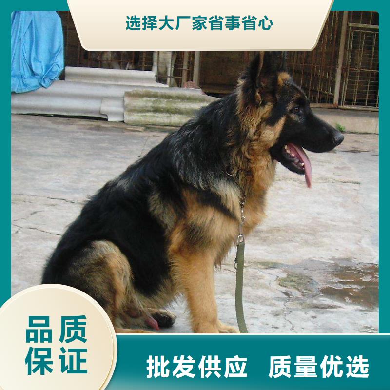 一品【 德国牧羊犬-杜高犬用心做好每一件产品】70418.com
