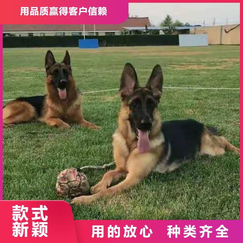 一品【 德国牧羊犬-杜高犬用心做好每一件产品】70418.com
