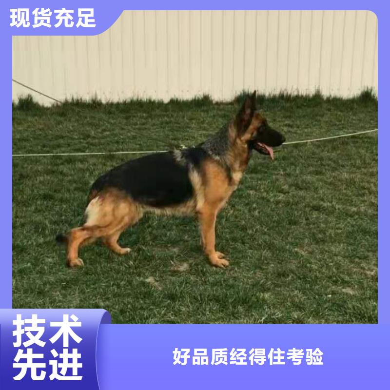一品【 德国牧羊犬-杜高犬用心做好每一件产品】70418.com