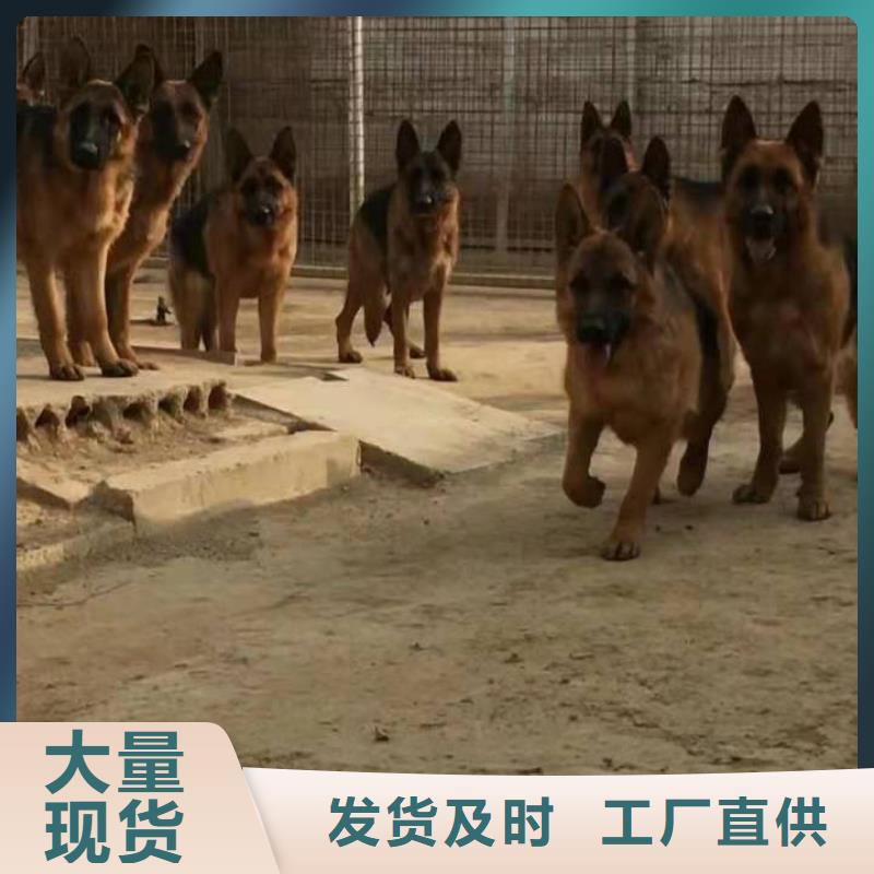 德国牧羊犬卡斯罗犬精选优质材料