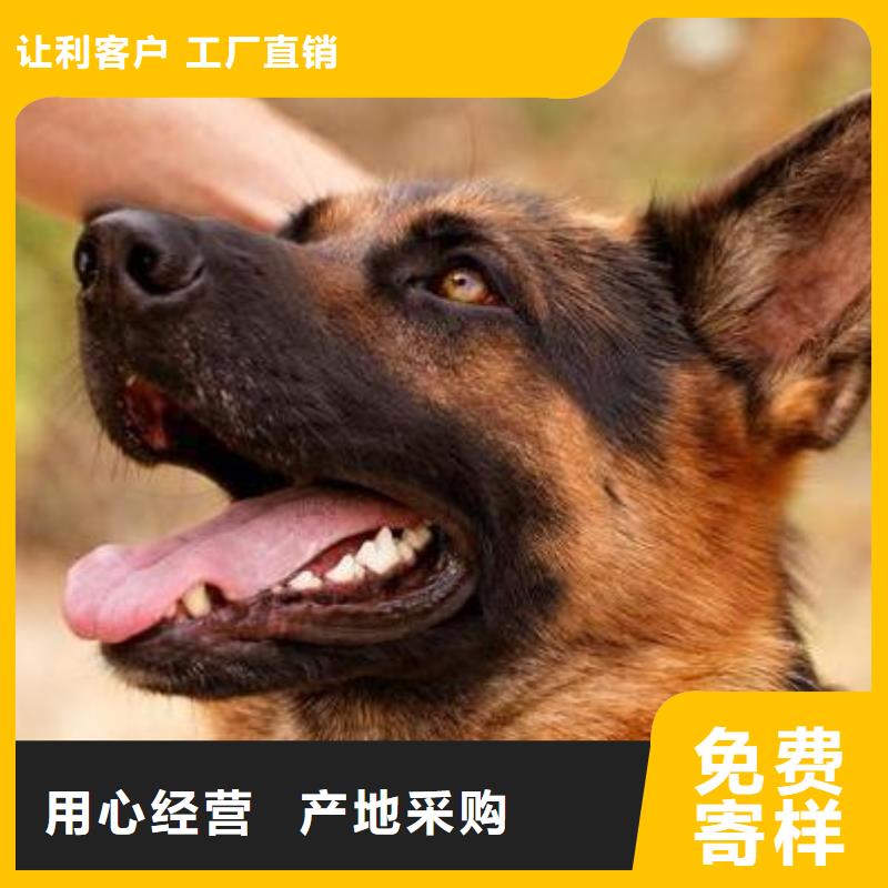 德国牧羊犬卡斯罗犬精选优质材料
