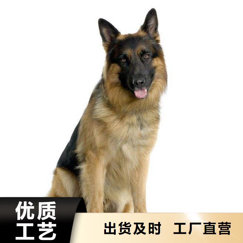 一品【 德国牧羊犬-杜高犬用心做好每一件产品】70418.com