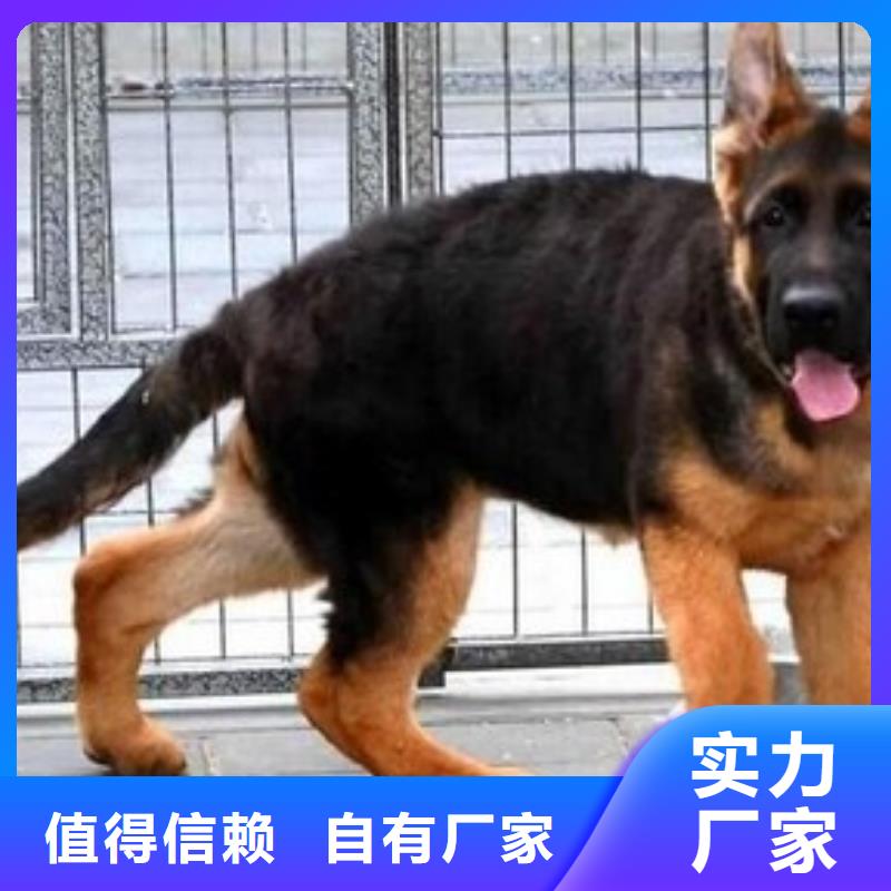 德国牧羊犬德牧犬自营品质有保障