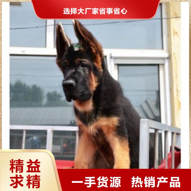 一品【 德国牧羊犬-杜高犬用心做好每一件产品】70418.com