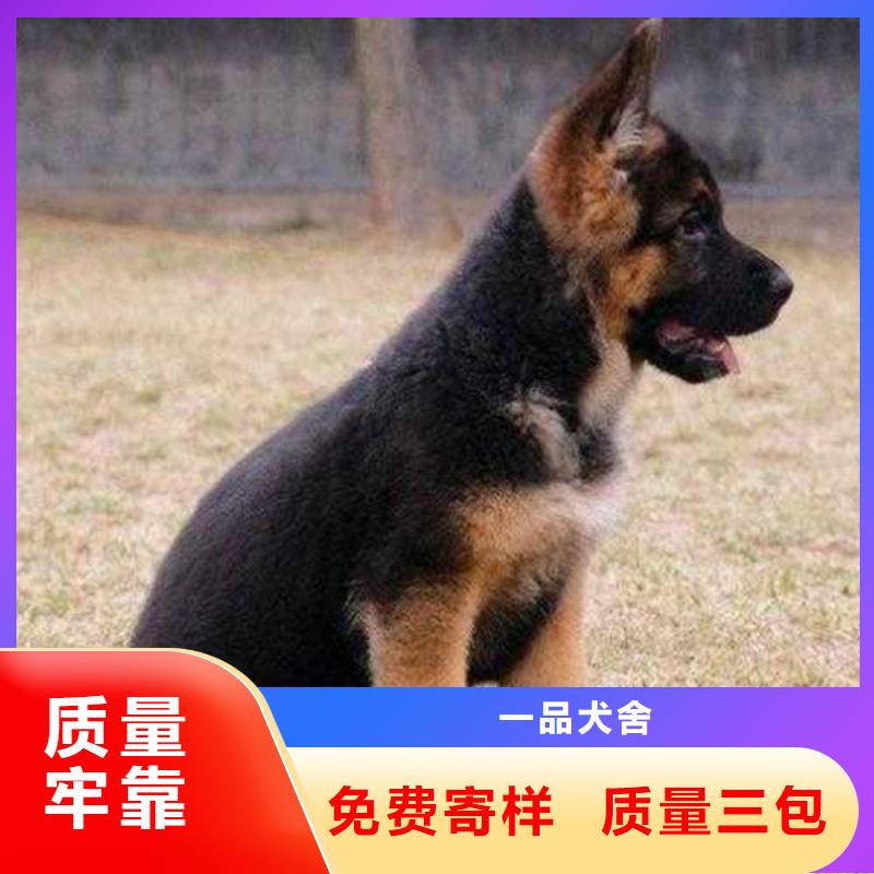 德国牧羊犬卡斯罗犬精选优质材料