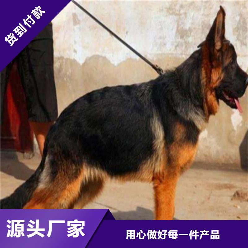 一品【 德国牧羊犬-杜高犬用心做好每一件产品】70418.com