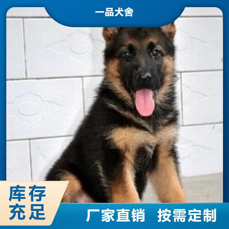 德国牧羊犬卡斯罗犬精选优质材料