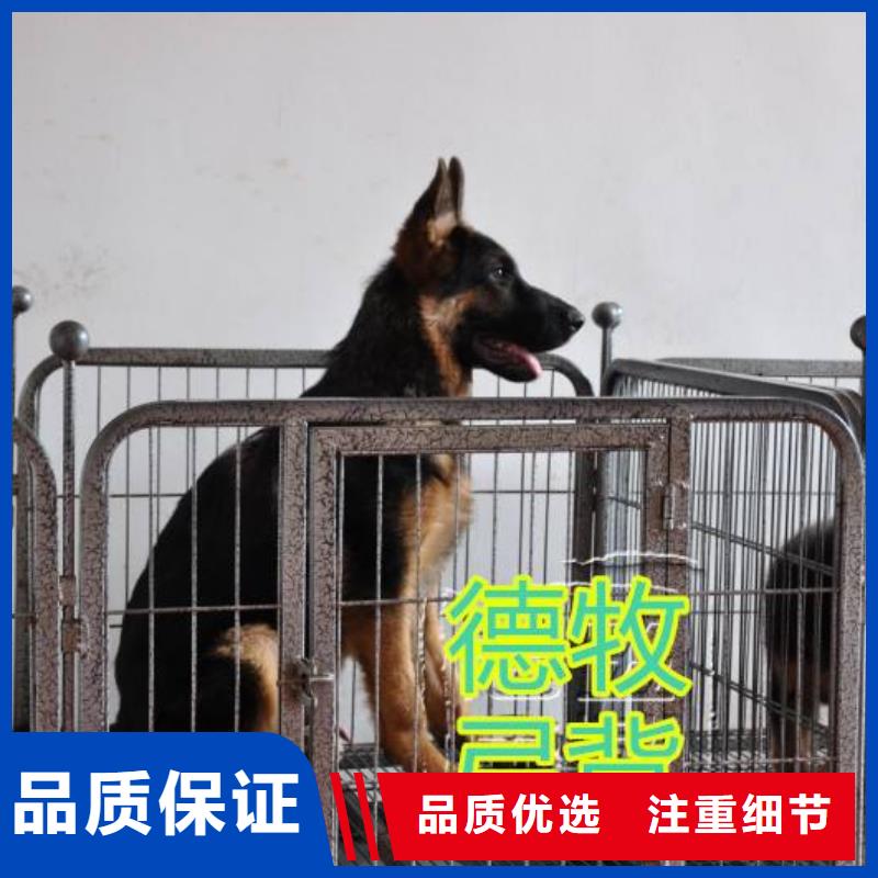 一品【 德国牧羊犬-杜高犬用心做好每一件产品】70418.com