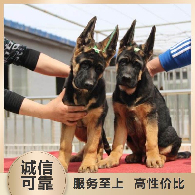 德国牧羊犬-杜宾犬可放心采购