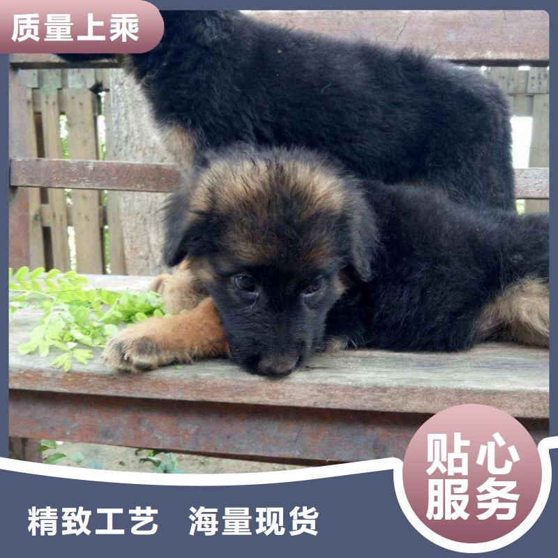德国牧羊犬卡斯罗犬精选优质材料