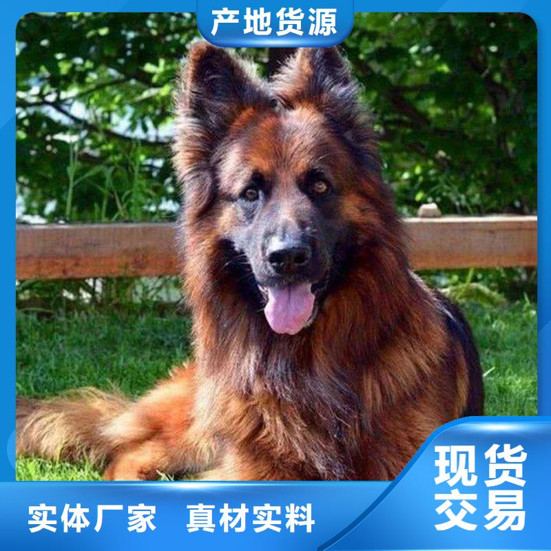 德国牧羊犬卡斯罗犬精选优质材料
