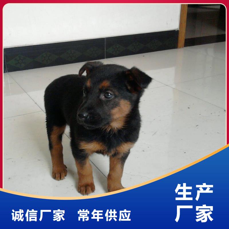 德国牧羊犬卡斯罗犬精选优质材料