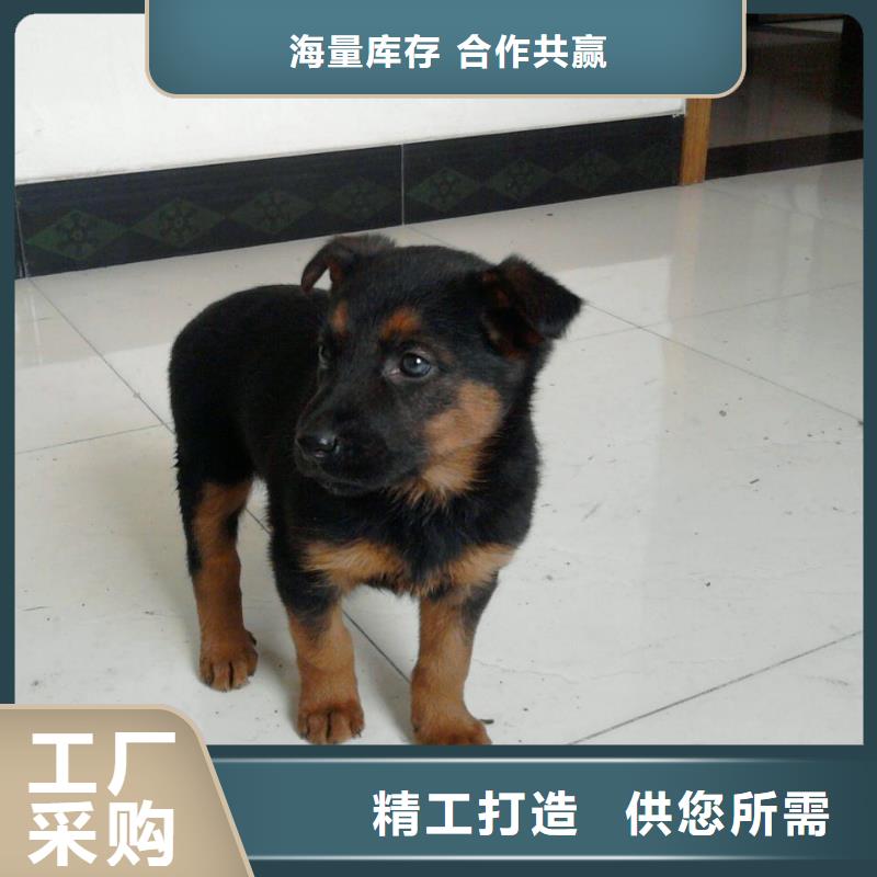 德国牧羊犬-杜宾犬可放心采购