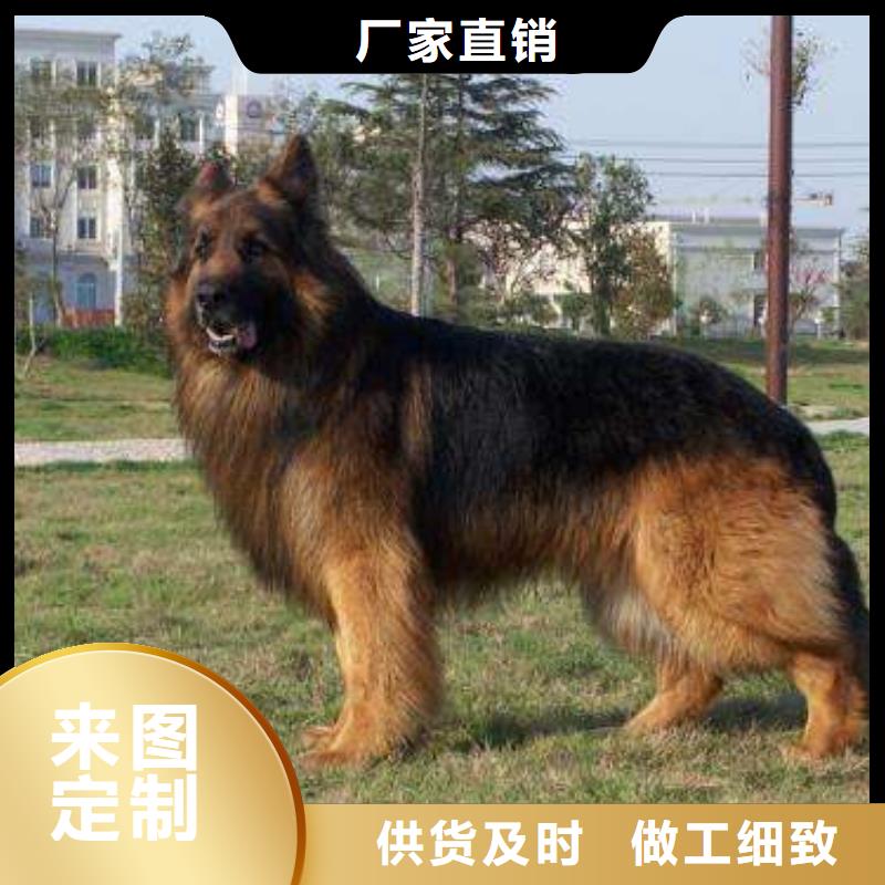 德国牧羊犬卡斯罗犬精选优质材料