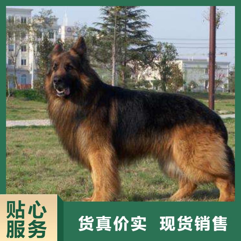 德国牧羊犬-杜宾犬可放心采购