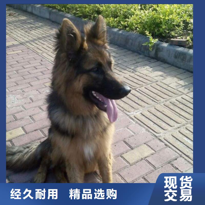 德国牧羊犬卡斯罗犬精选优质材料