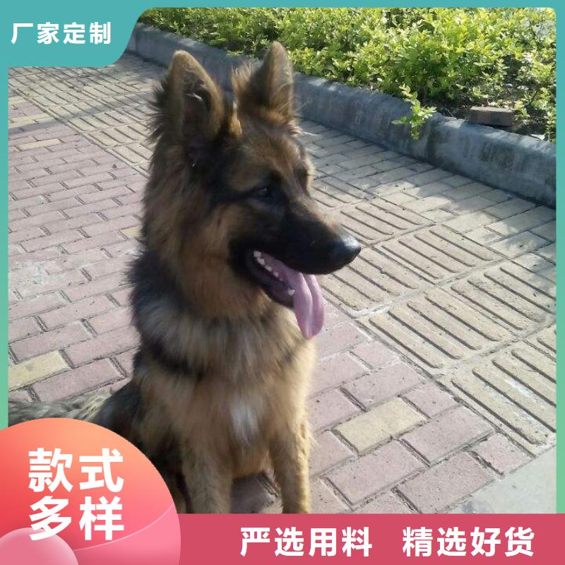 一品【 德国牧羊犬-杜高犬用心做好每一件产品】70418.com