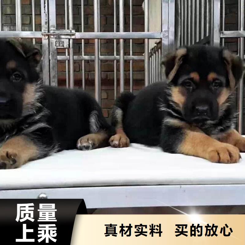 德国牧羊犬卡斯罗犬精选优质材料