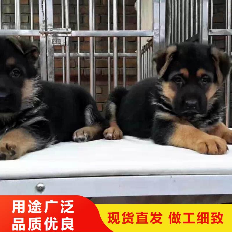 德国牧羊犬-杜宾犬可放心采购