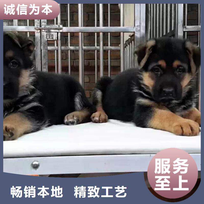一品【 德国牧羊犬-杜高犬用心做好每一件产品】70418.com