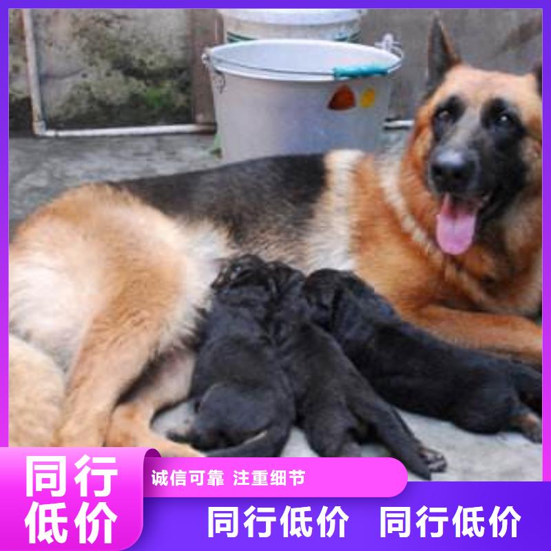 德国牧羊犬卡斯罗犬精选优质材料