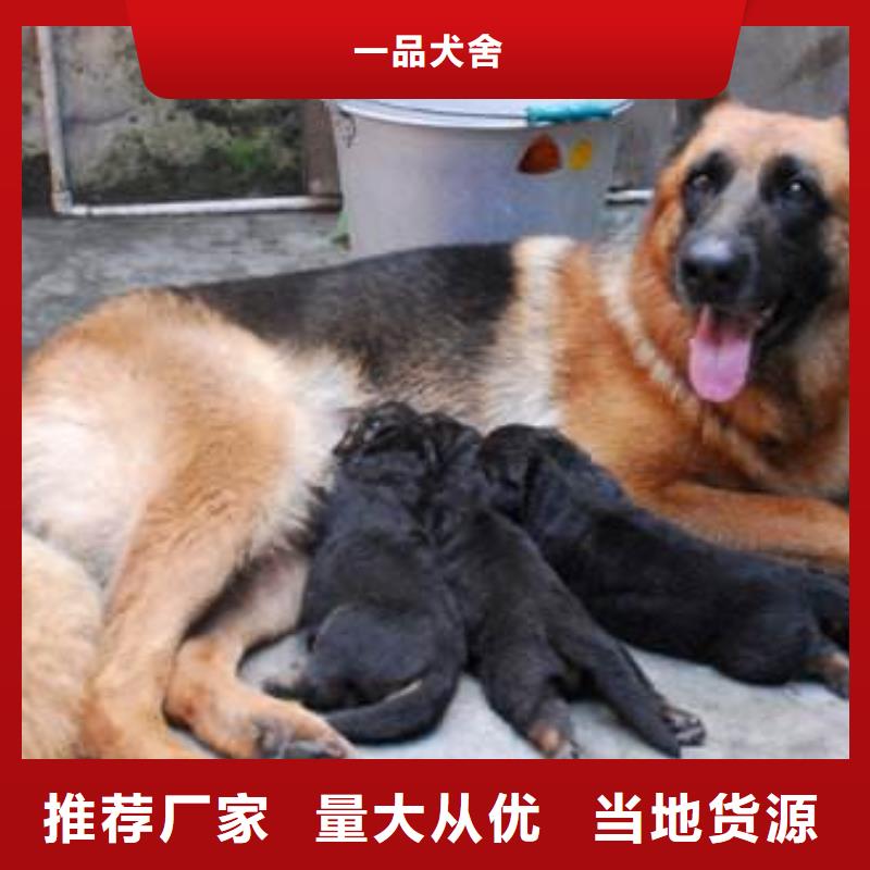 德国牧羊犬-杜宾犬可放心采购
