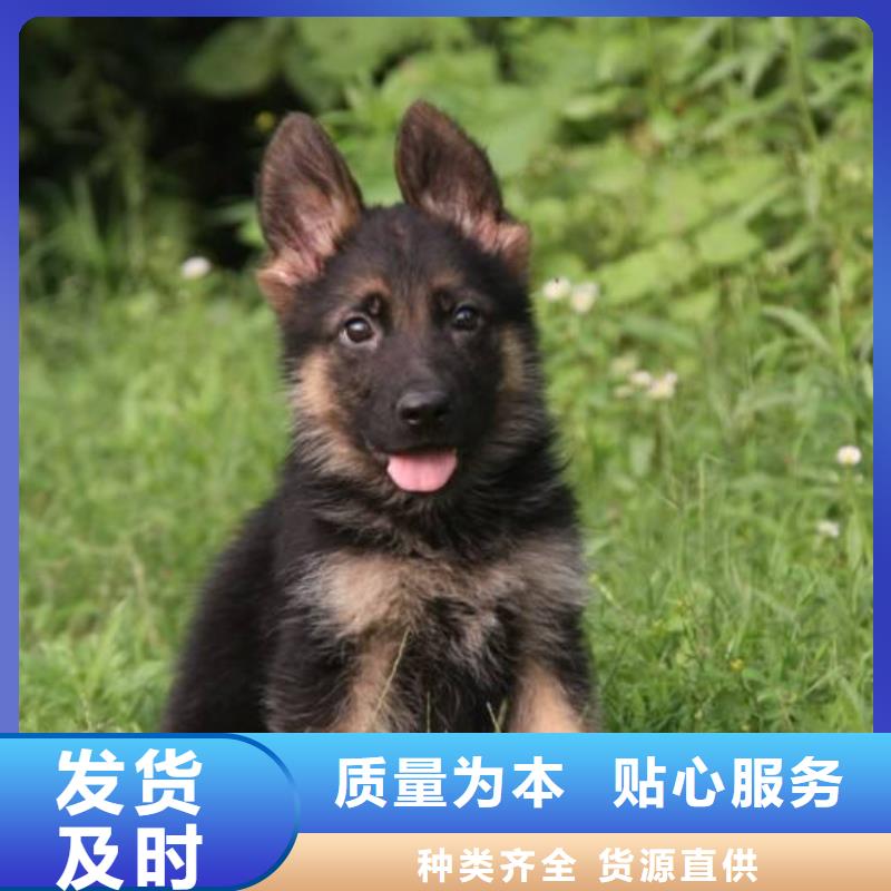 德国牧羊犬卡斯罗犬精选优质材料