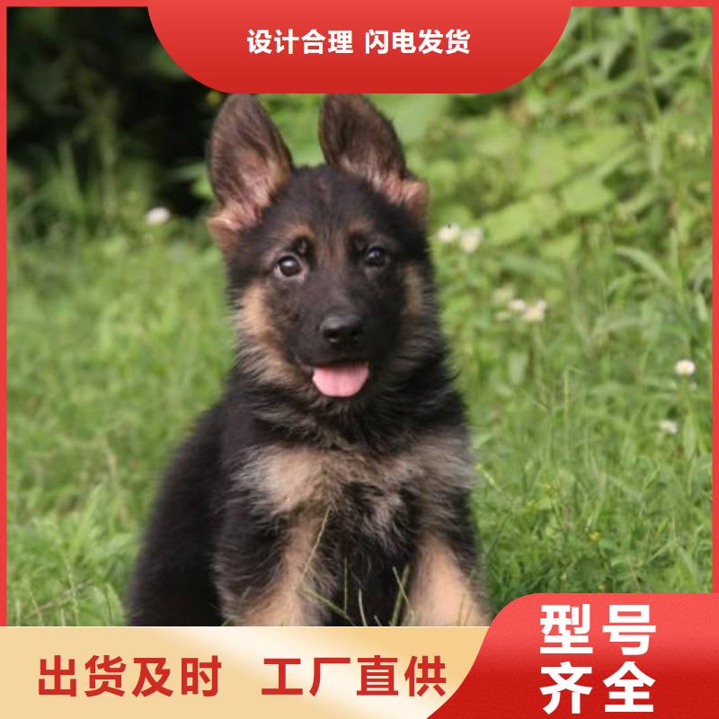 德国牧羊犬-杜宾犬可放心采购