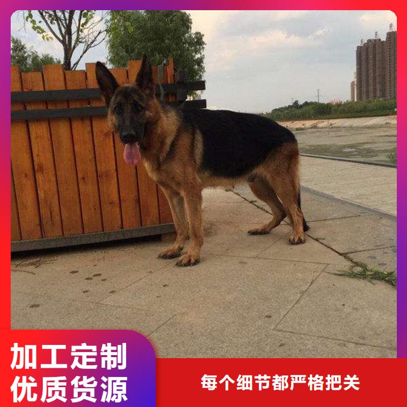 德国牧羊犬-杜宾犬可放心采购