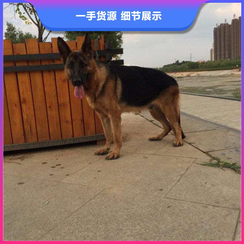 德国牧羊犬-杜宾犬可放心采购