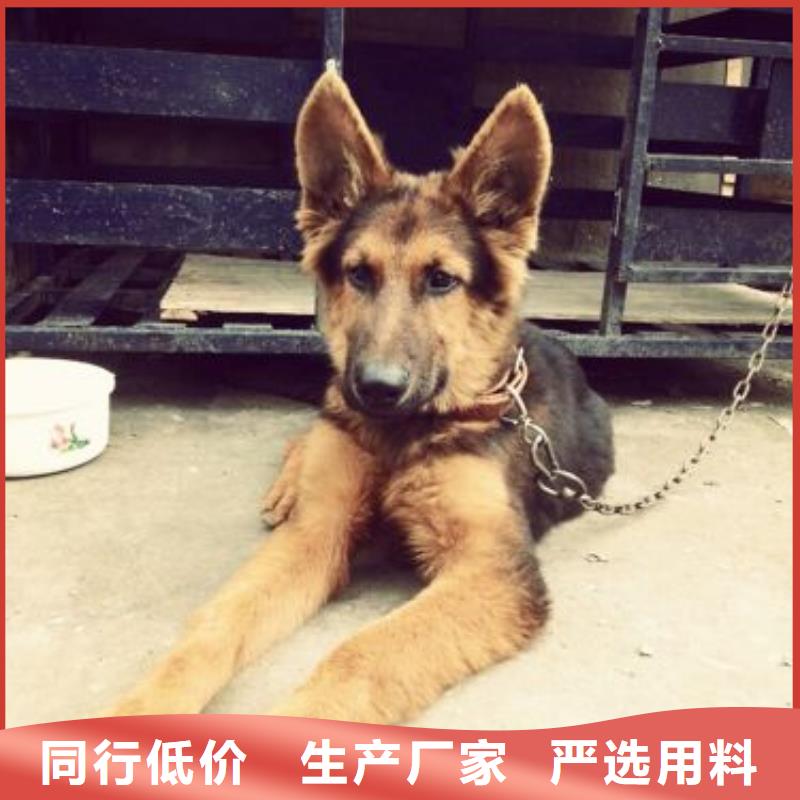 德国牧羊犬卡斯罗犬精选优质材料