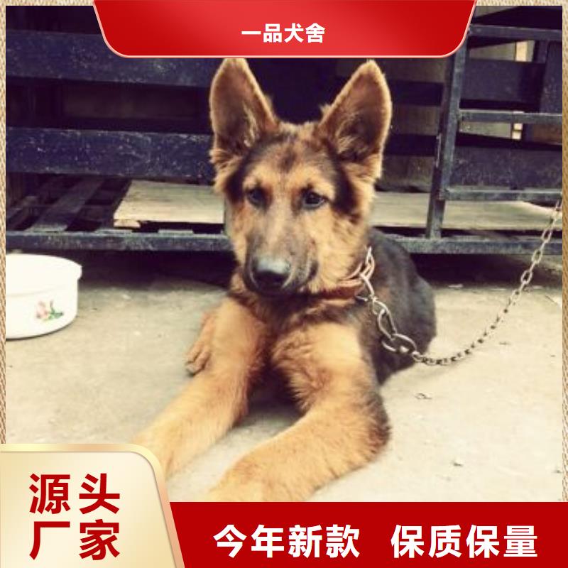 德国牧羊犬-杜宾犬可放心采购