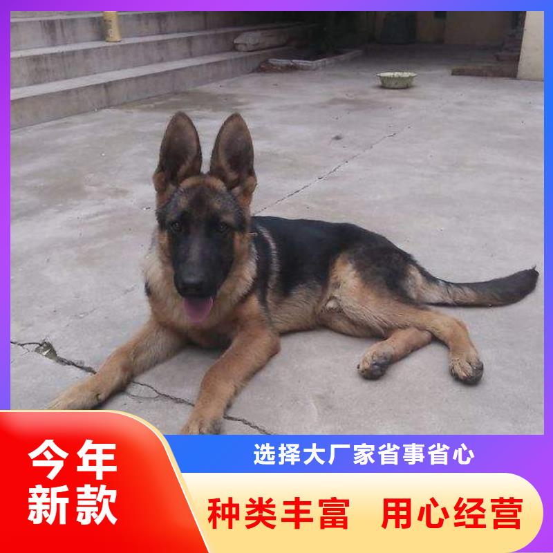 德国牧羊犬卡斯罗犬精选优质材料