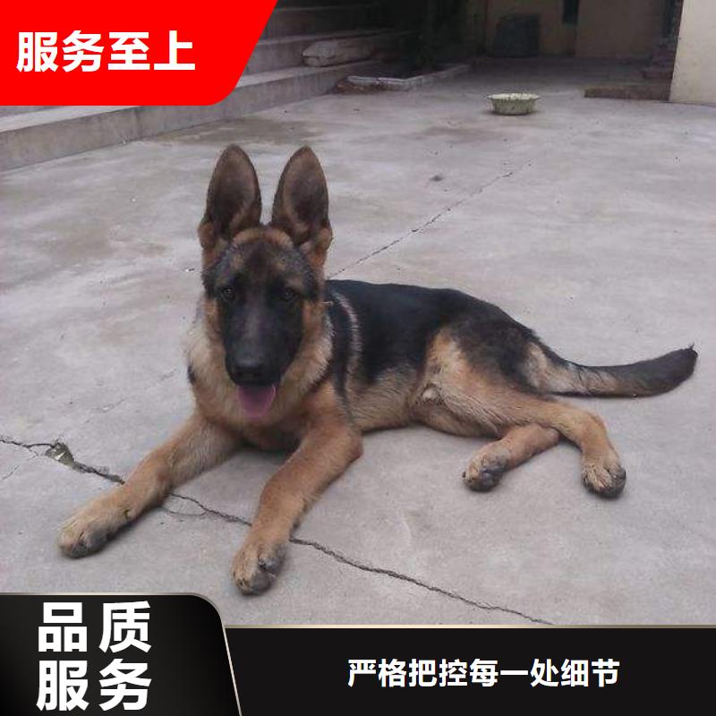德国牧羊犬-杜宾犬可放心采购