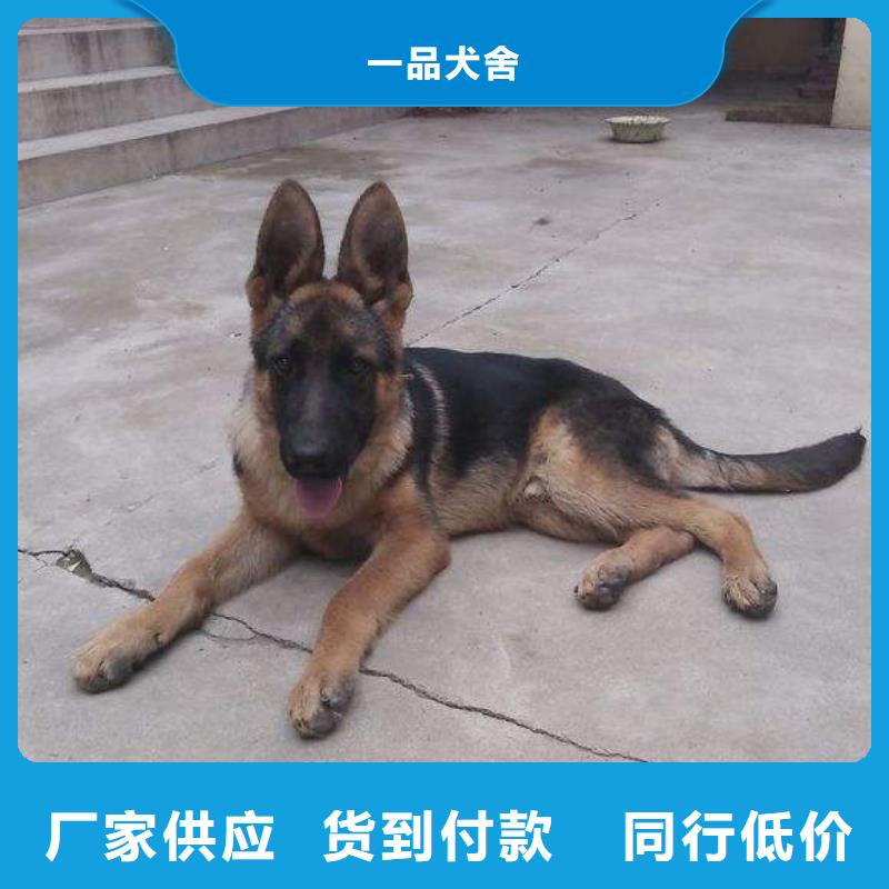 德国牧羊犬-杜宾犬可放心采购
