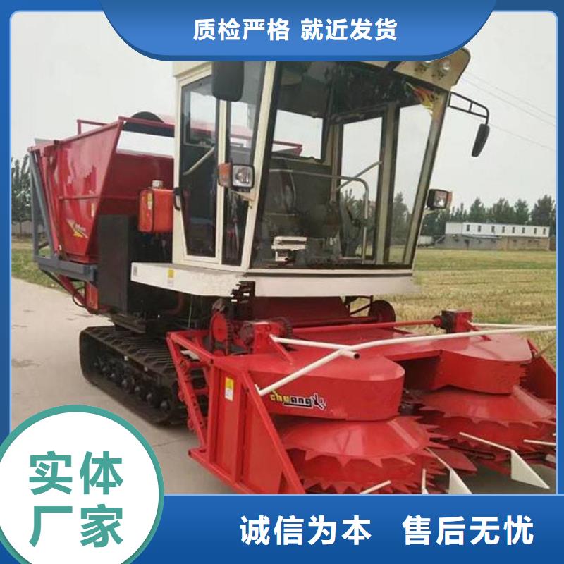青储机杜宾犬诚信经营现货现发