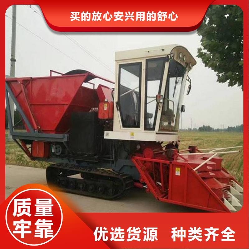 青储机拉布拉多犬严格把关质量放心